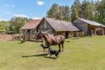 Sodyba Druskininkuose "Kaziuliai":pirtis,pokylių salė,žirgai,baidarės