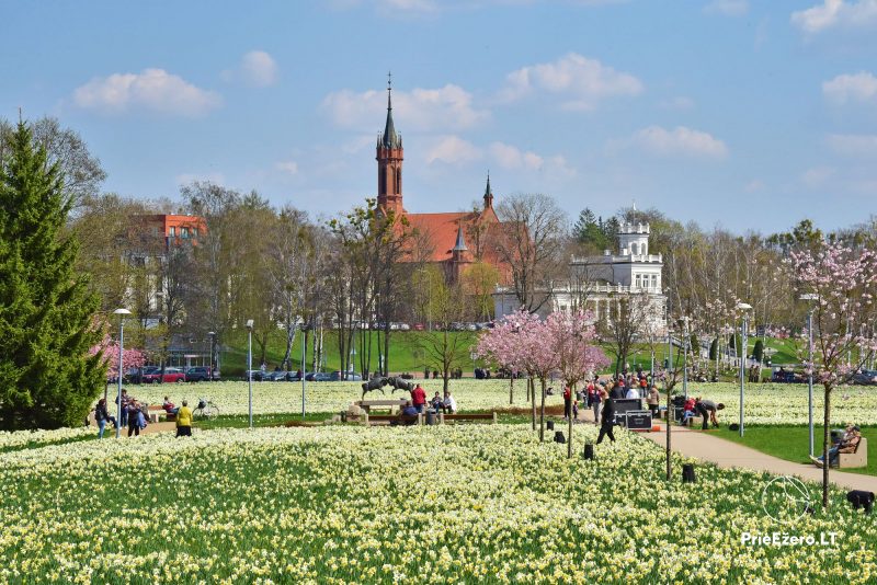 Narcizų žydėjimo šventė Druskininkuose 2025 balandžio 18–26 d.