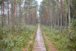 Varnikų pažintinis takas Varnikų botaniniame-zoologiniame draustinyje - 3