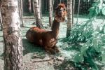 Dino parkas Radailių dvare 7 km nuo Klaipėdos - 3